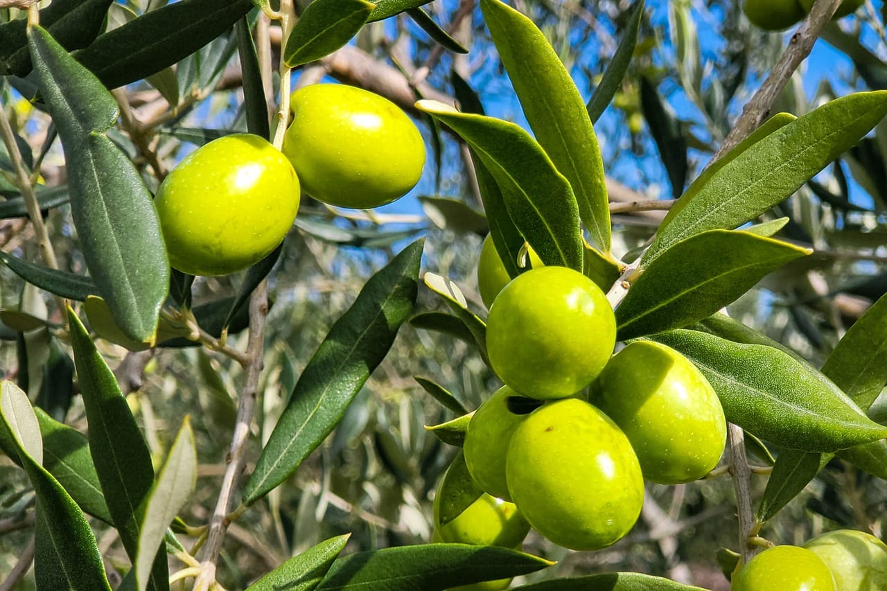 tree olive