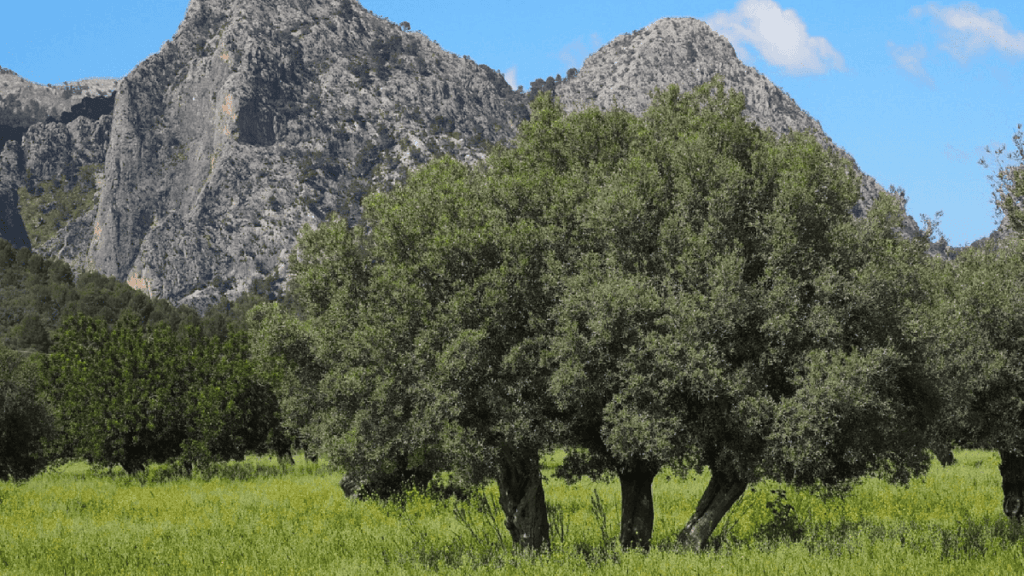 olive tree in mayorka 