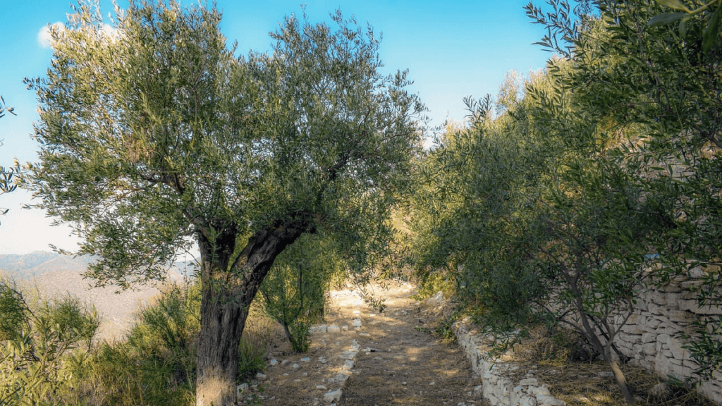 olive tree varieties