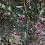 Palestinian olive