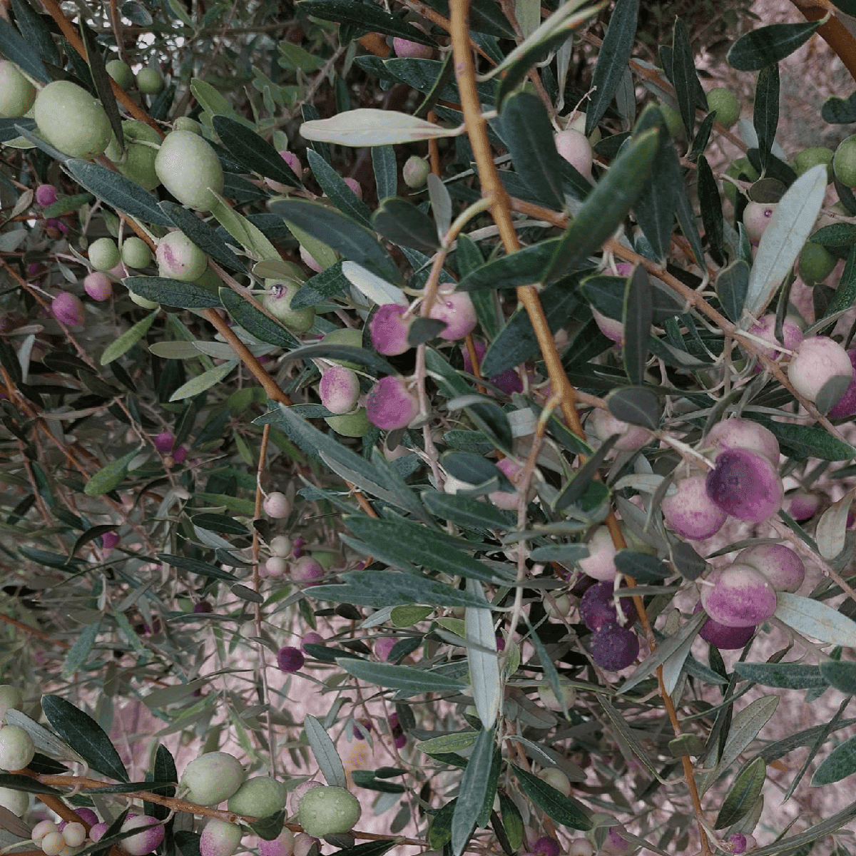 Palestinian olive